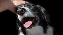 Hunde streicheln