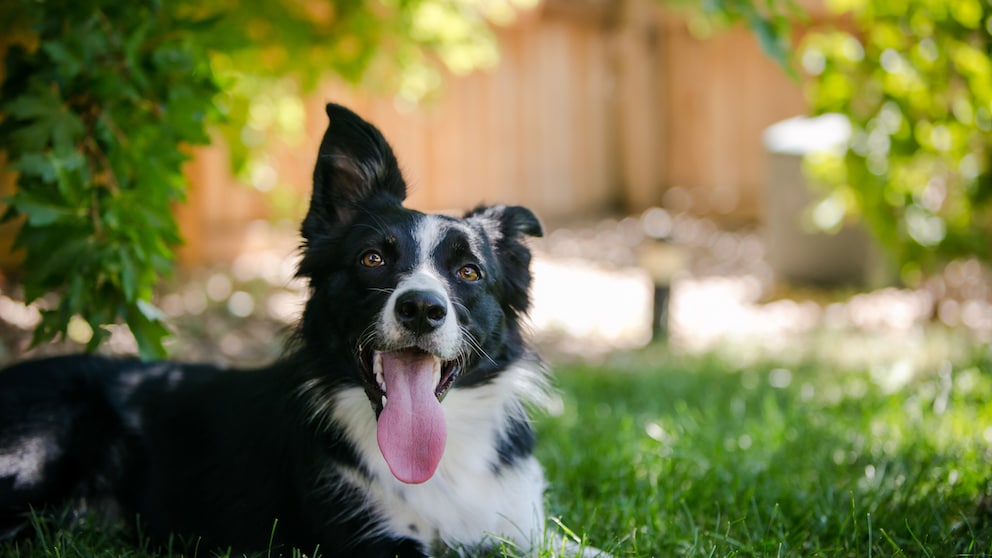 Border Collie liegt im Sommer im Gras