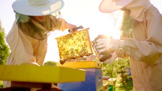 Zwei Imker betrachten eine Wabe eines Bienenvolkes.
