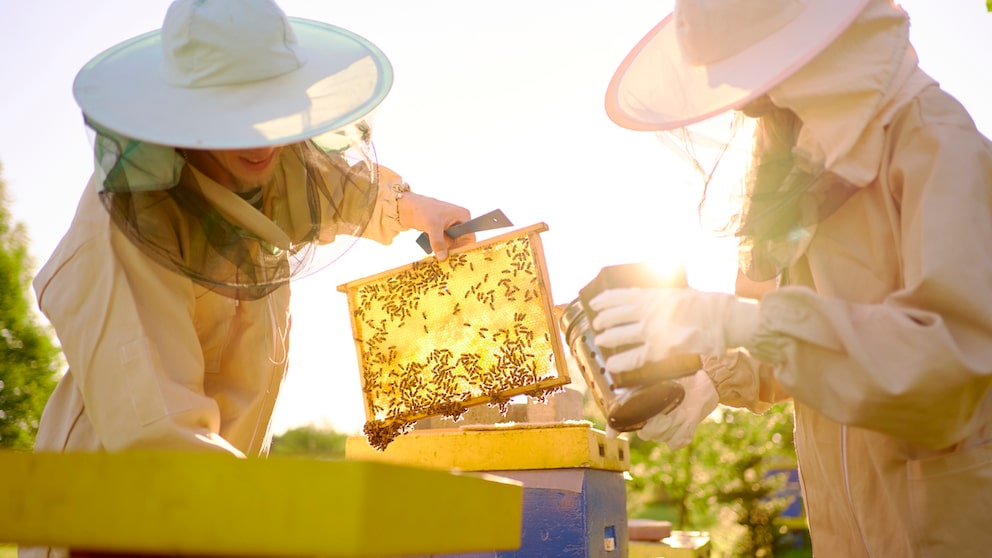 Zwei Imker betrachten eine Wabe eines Bienenvolkes.