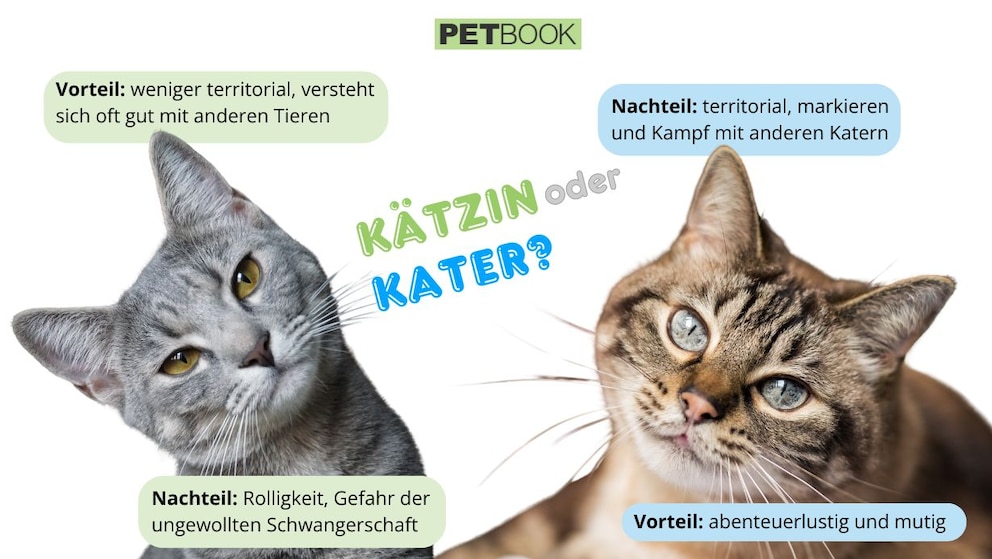 Infografik zu den Vor- und Nachteile von Kätzin und Kater