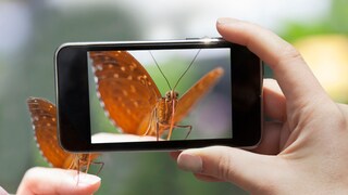 Schmetterling auf der Hand wird mit Handy fotografiert