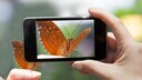 Schmetterling auf der Hand wird mit Handy fotografiert