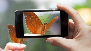 Schmetterling auf der Hand wird mit Handy fotografiert