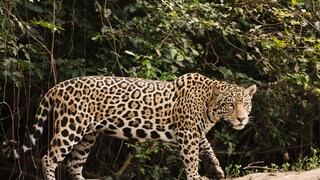 Jaguar