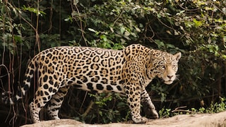 Jaguar