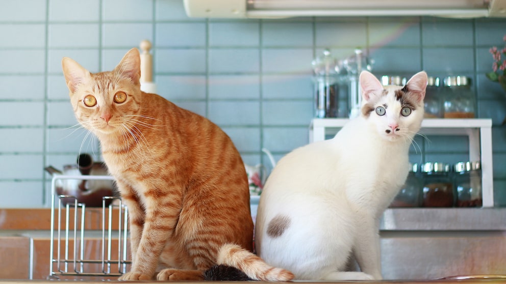 Zwei Katzen sitzen Rücken an Rücken in der Küche