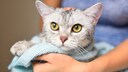 Eine Katze mit feuchtem Fell wird in einem Handtuch abgetrocknet