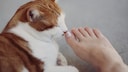 Eine Katze leckt die nackten Füße einer Frau ab