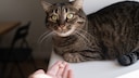 Hand mit Tablette vor liegender Katze