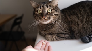 Hand mit Tablette vor liegender Katze