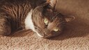 Eine traurige Katze liegt auf dem Boden