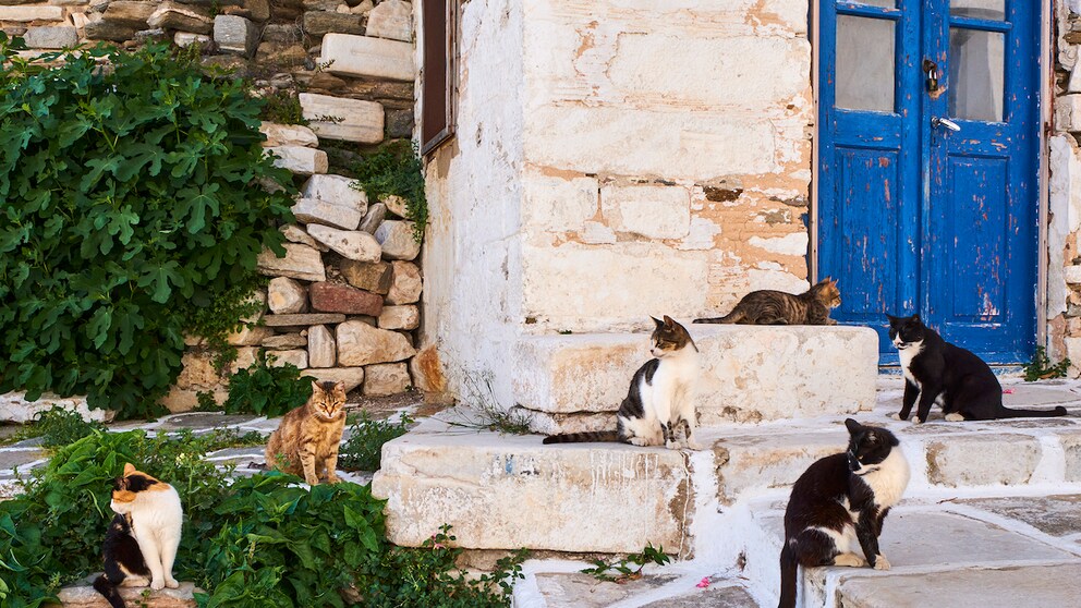 Katzen im Urlaub streicheln? Experten haben klare Meinung