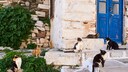 Katzen in einem griechischen Urlaubsort