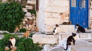 Katzen in einem griechischen Urlaubsort