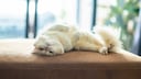 Weiße Perserkatze rekelt sich auf dem Sofa