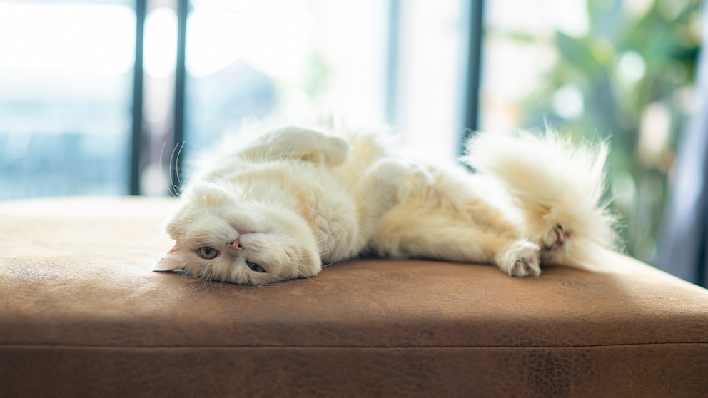 Weiße Perserkatze rekelt sich auf dem Sofa