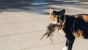 Katze mit Vogel im Maul