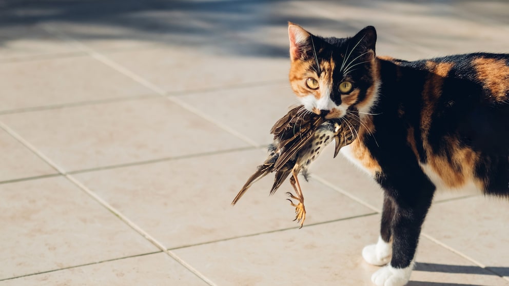 Katze mit Vogel im Maul