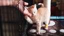 Rotes Kätzchen im Käfig eines Tierheims, das von Mensch gestreichelt wird