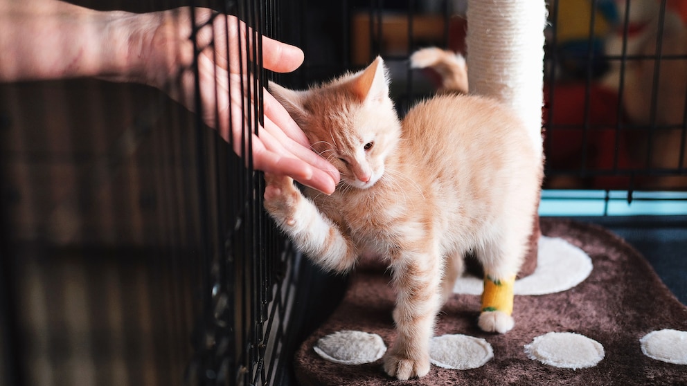 Rotes Kätzchen im Käfig eines Tierheims, das von Mensch gestreichelt wird