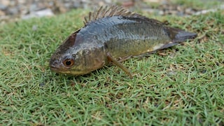 Anabas testudineus aus Südostasien, ein Fisch der an Land laufen und sogar auf Bäume klettern kann