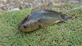 Anabas testudineus aus Südostasien, ein Fisch der an Land laufen und sogar auf Bäume klettern kann