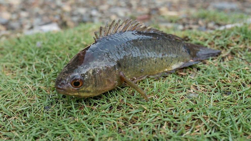 Anabas testudineus aus Südostasien, ein Fisch der an Land laufen und sogar auf Bäume klettern kann