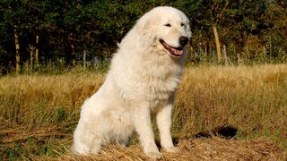 Maremmen-Abruzzen-Schäferhund