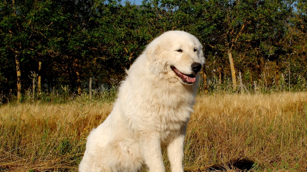 Maremmen-Abruzzen-Schäferhund