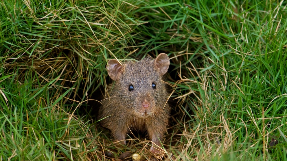 Maus im Garten