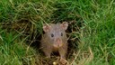 Maus im Garten