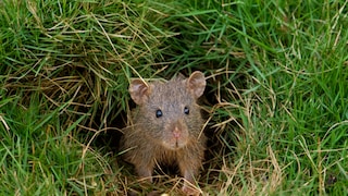 Maus im Garten