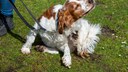 Hund sitzt auf Wiese und kratzt sich mit Hinterpfote