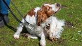 Hund sitzt auf Wiese und kratzt sich mit Hinterpfote