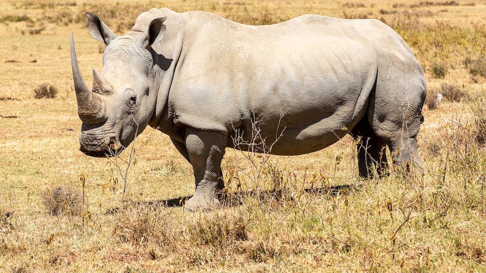 Nashorn