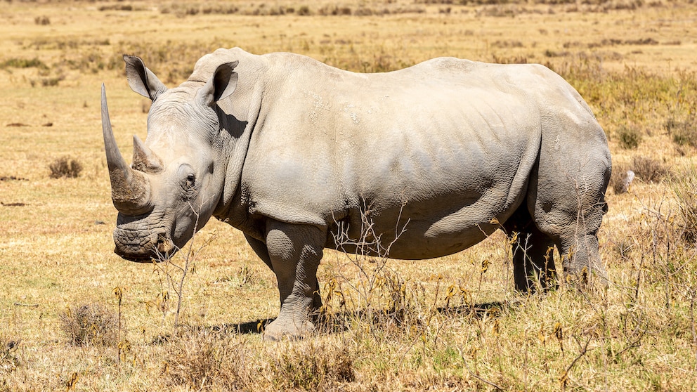 Nashorn