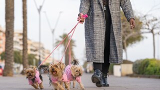 Frau beim Spaziergang mit drei Yorkshire-Terriern auf dem Bürgersteig
