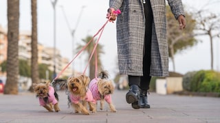 Frau beim Spaziergang mit drei Yorkshire-Terriern auf dem Bürgersteig