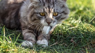 Katze kaut auf Plastikdeckel.