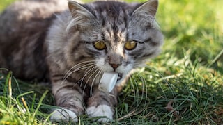 Katze kaut auf Plastikdeckel.