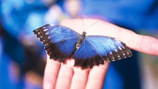 Blauer Schmetterling sitzt auf Hand