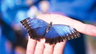 Blauer Schmetterling sitzt auf Hand