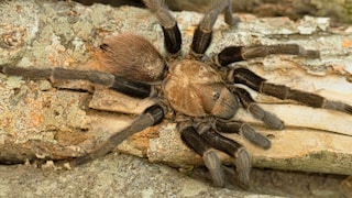 Eine Braune Texas-Vogelspinne auf einem toten Ast