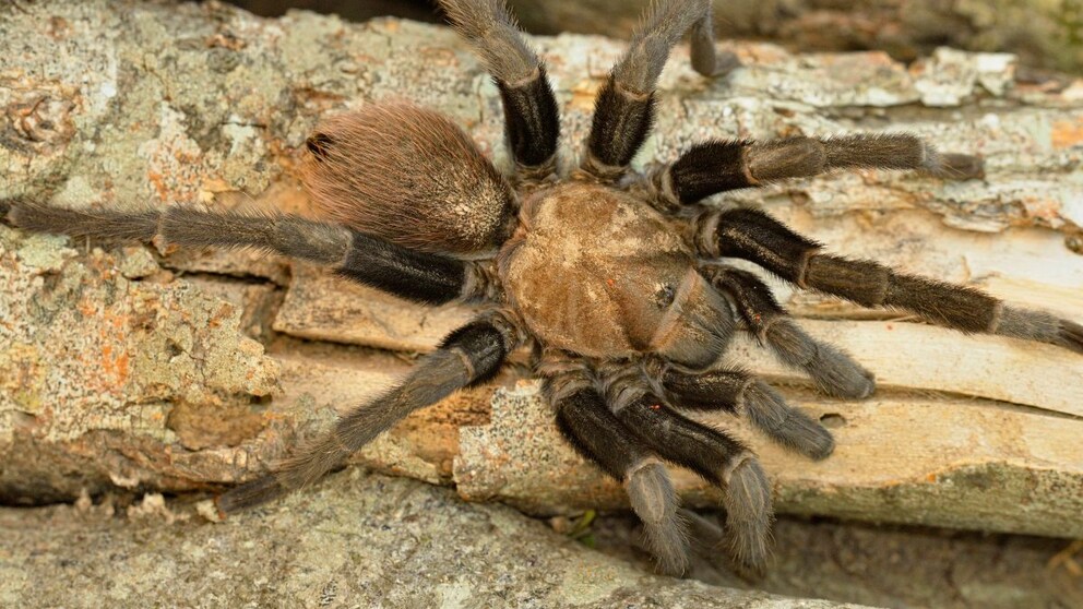 Eine Braune Texas-Vogelspinne auf einem toten Ast