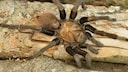 Eine Braune Texas-Vogelspinne auf einem toten Ast