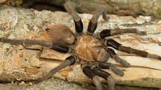 Eine Braune Texas-Vogelspinne auf einem toten Ast