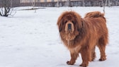 Tibetan Mastiff