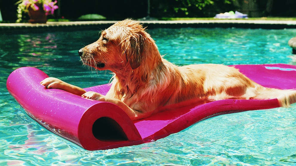 Golden Retriever auf einer Luftmatratze im Pool