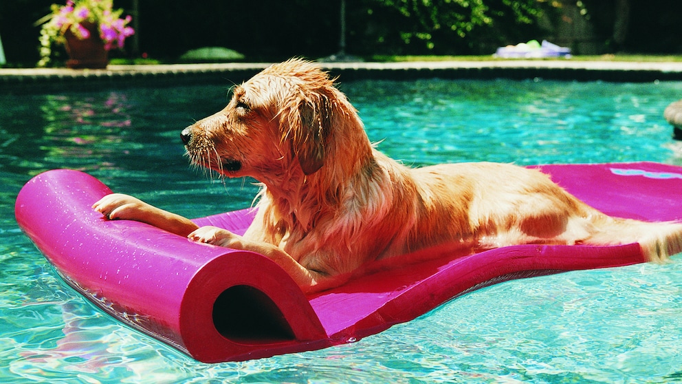 Golden Retriever auf einer Luftmatratze im Pool